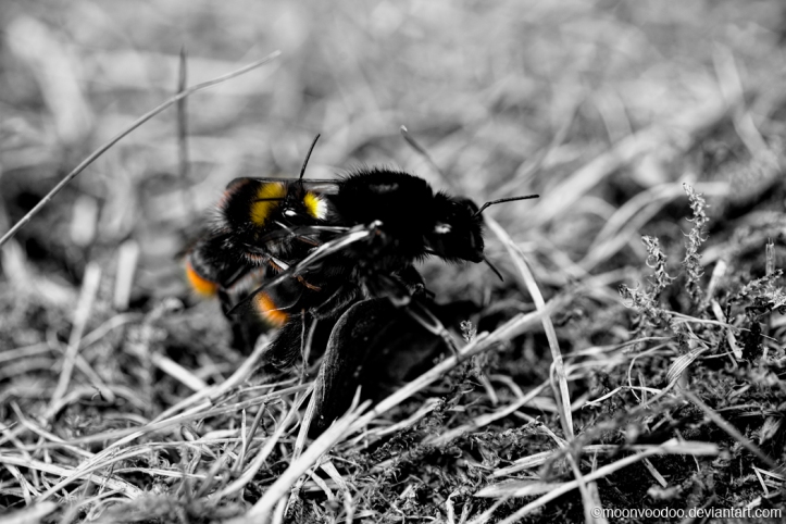 Parasitic Bumble Bee